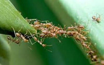 Samenwerkende zzp’ers: samen sterk
